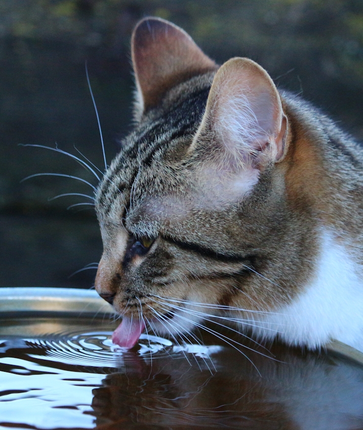 Les besoins en eau des chats !